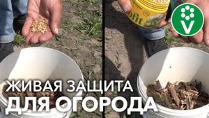 ЧИСТЫЙ ОГОРОД БЕЗ ВСЯКОЙ ХИМИИ: экосредство от вредителей и болезней! БОНУС в конце видео