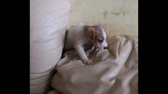 Хохлома. Джек рассел щенок девочка 2,5 мес. Продаётся смотреть онлайн