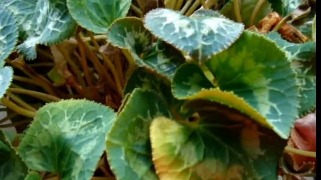 Цикламен.(Cyclamen) Фасциация цикламена.