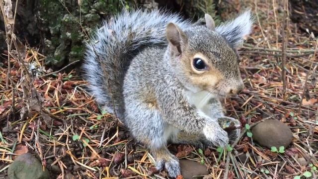 США. Ценитель грибов (моховиков) смотреть онлайн