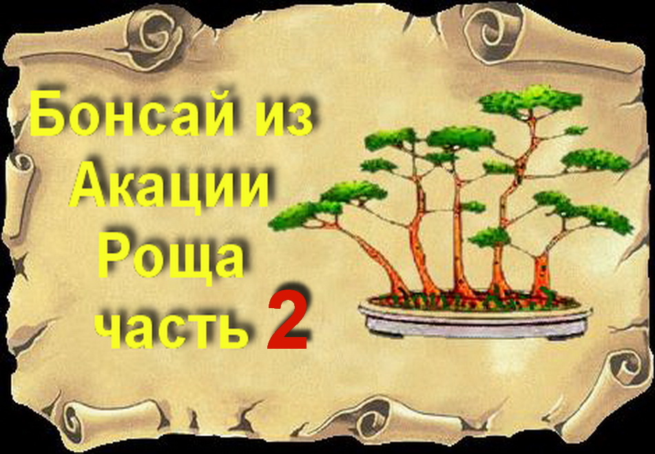 2.Бонсай роща из желтых Акаций часть 2