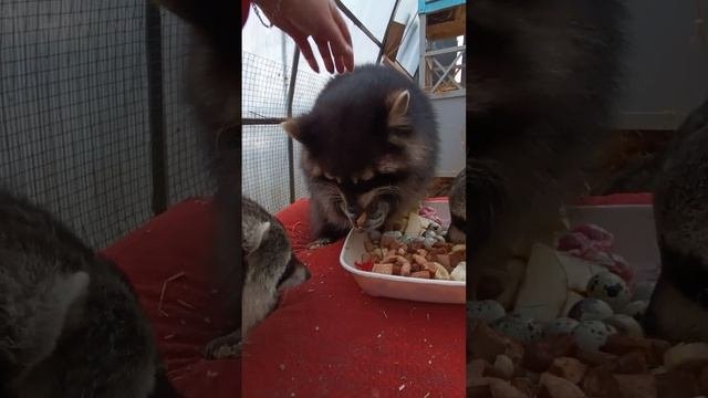#енотики #ямыилюша #raccoon #животные #помощьбездомнымживотным #анапа