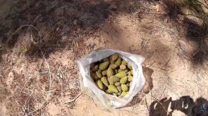 Сбор сосновых шишек для приготовления полезного варенья и не только. Какие шишки нужно собирать