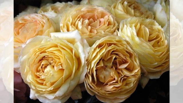 Caramel Antike Rose, Florists Rose смотреть онлайн