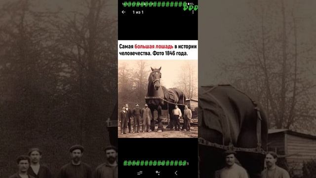 самая большая лошадь ? в истории человечества.