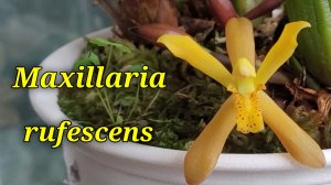 Maxillaria rufescens описание и уход