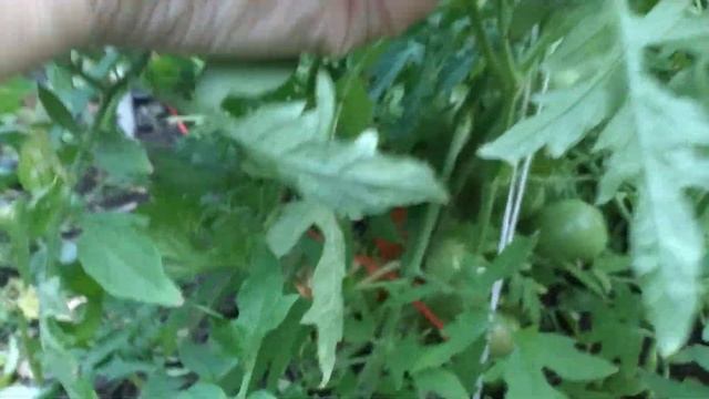 ЭТОТ СОРТ ТОМАТА, КАК НАСТОЯЩИЕ Ёлки с пушистым и ветками смотреть онлайн