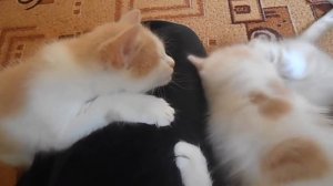 Кисанька. Детская песня про кошку