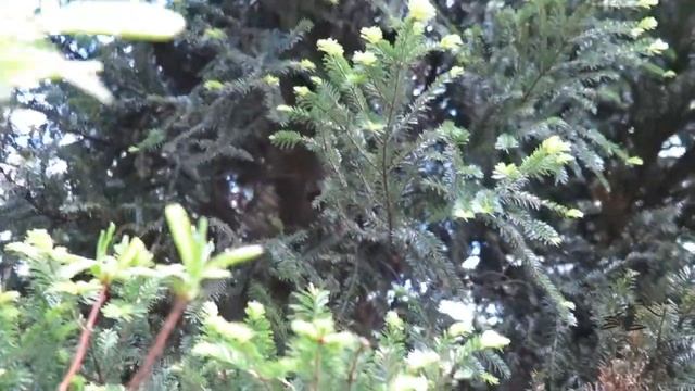 Abies alba 'Pyramidalis' jedle bělokorá смотреть онлайн