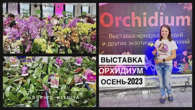 Выставка орхидей Орхидиум | Осень 2023 | Орхидеи, суккуленты, лиственные, хищники, горшки, грунты