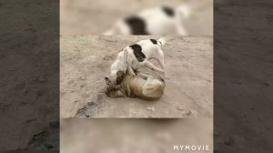 Саги дахмарда