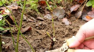 Подготовка роз к зиме. Чем подкормить, и о способах обрезки и укрытия