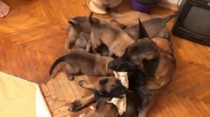 Бельгийской овчарки, щенки!