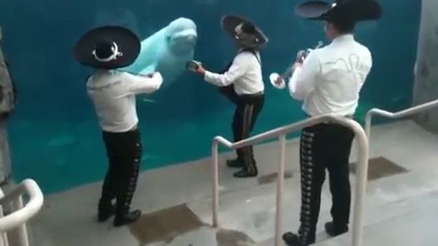 Mariachi Connecticut Serenades a Beluga Whale смотреть онлайн