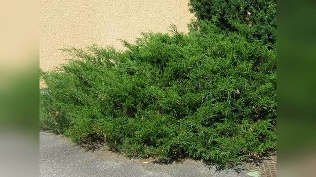Бонсай из можжевельника пфитцериана Минт Джулеп