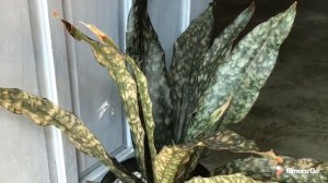Sansevieria Kirkii Pulchra Coppertone (Rare Snake Plant) | Hidden Garden of Marian