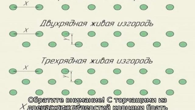 Какая туя лучше для живой изгороди