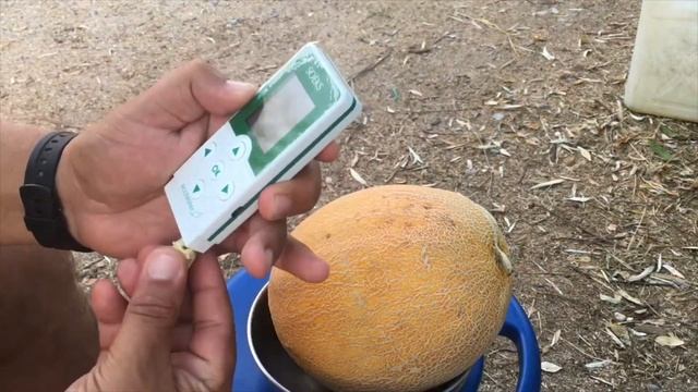 НИТРАТЫ В ДЫНЕ ПРЕВЫШАЮТ НОРМУ В 1,5 РАЗА / НОВОФЕДОРОВКА / ОТДЫХ В КРЫМУ смотреть онлайн