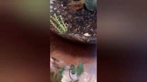 Хоя имбриката во флорариуме/ imbricata