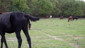Дикие лошади северного кавказа