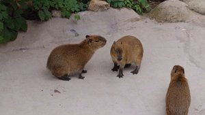 КАПИБАРЫ | МОСКОВСКИЙ ЗООПАРК | CAPYBARAS MOSCOW ZOO