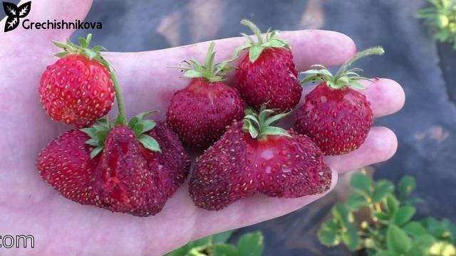 Крошка земклуника, очень вкусная и крупная смотреть онлайн