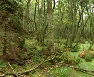 ВЗАИМОДЕЙСТВИЕ МЕЖДУ ОРГАНИЗМАМИ