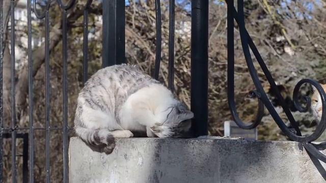 Кошка танцует у шеста смотреть онлайн