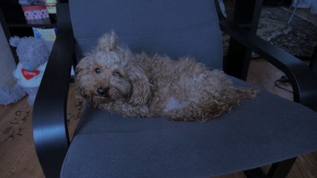 ИКЕА. Отзыв покупателя о кресле ПОЭНГ смотреть онлайн