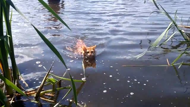 Водоплавающий кот 2 смотреть онлайн
