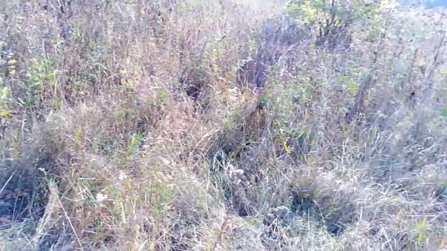 Коп металлолома на МТФ.MD4030.Сломал лопату Fiskars.Розыгрыш золота. смотреть онлайн