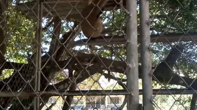 Тайланд ПЛАЧ ГИББОНА. ХРАМ ОБЕЗЬЯН смотреть онлайн