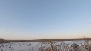 Охота на гуся, на раскатах Астраханской области 04-06 ноября 2021 года. Часть вторая.