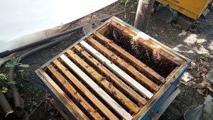 Краткое сравнение пчел пород Карпатка и Карника