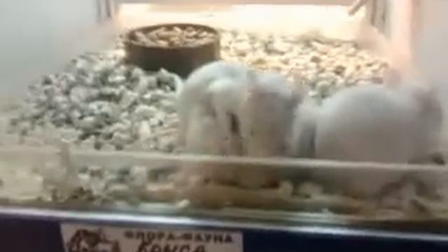 Крысы дерутся смотреть до конца.mp4