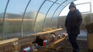 Кролики в теплице