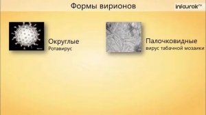 Общая характеристика вирусов Биология 7 класс #2 Инфоурок