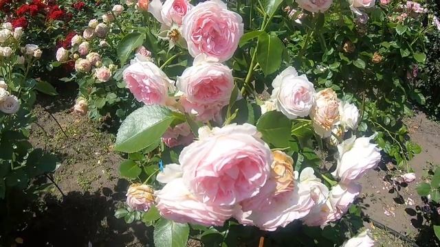 Hermitage (Эрмитаж)