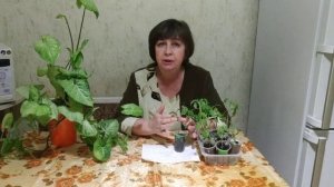 Секреты посева семян томатов на рассаду от ,,А,, до ,,Я,,.Срок посева,замачивание,пикировка рассады