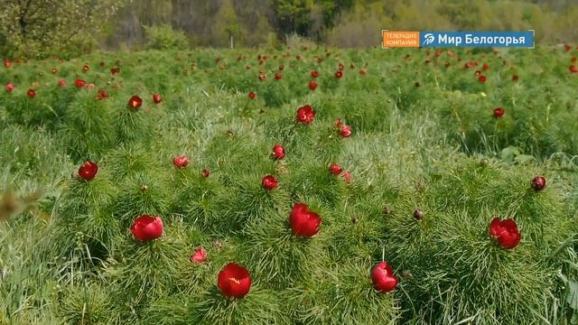 Почему воронцы распускаются ко Дню Победы