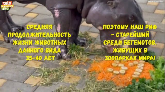 Как карликовый бегемот Риф отметил свой день рождения смотреть онлайн