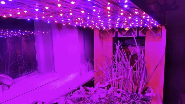 Фито лампы. Фито свет. смотреть онлайн