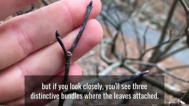 Winter Trees: Leaf Buds and Scars смотреть онлайн