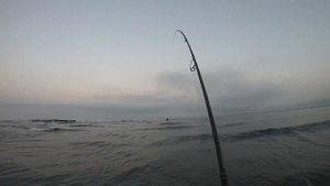 Сибас -4 кг. Рыбалка с берега в Черногории на Сибаса