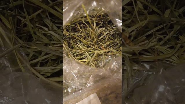 Трава для кота(кошки) зимой дëшево 🙂