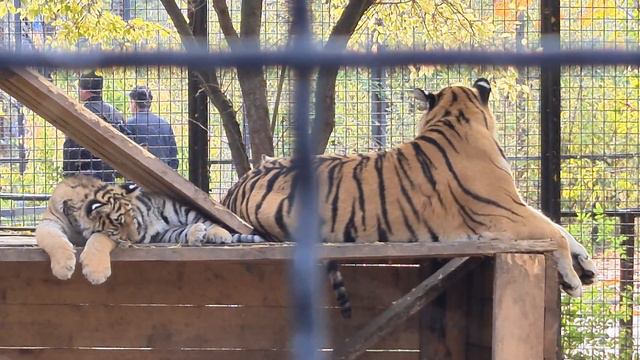 Бравая малышня Леди Ди! Тайган смотреть онлайн