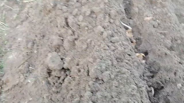 Посадка озимого лука на перо смотреть онлайн