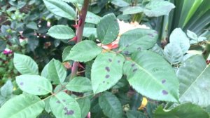 Болезни роз: ложная мучнистая роса - не путать с черной пятнистостью!