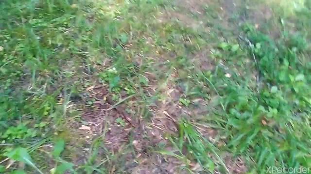 Огромные поля лисичек, подосиновики, подберезовики, сыроежки-колпачки | В поисках грибов. смотреть онлайн