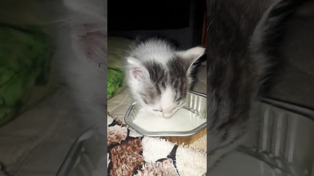 ЕГОРКА УЧИТСЯ ЛАКАТЬ МОЛОЧКО...))) смотреть онлайн